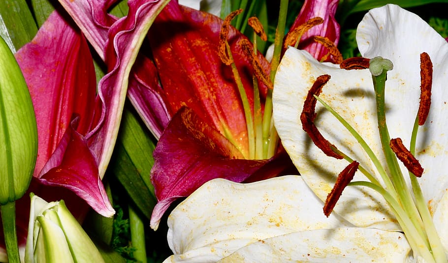 india, bengaluru, freshness, close-up, petal, flower, inflorescence HD wallpaper