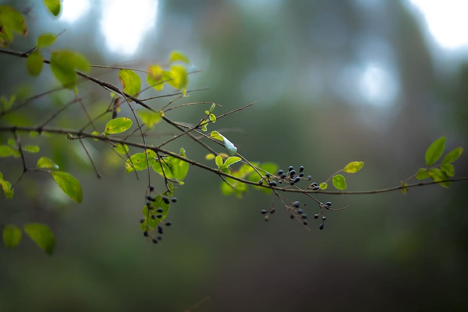 closeup photography of green leaf, berry, plant, branch, tree HD wallpaper