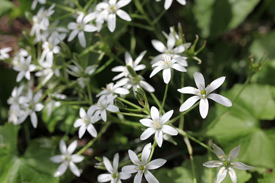 botanical, garden, flower, flowering plant, freshness, vulnerability HD wallpaper