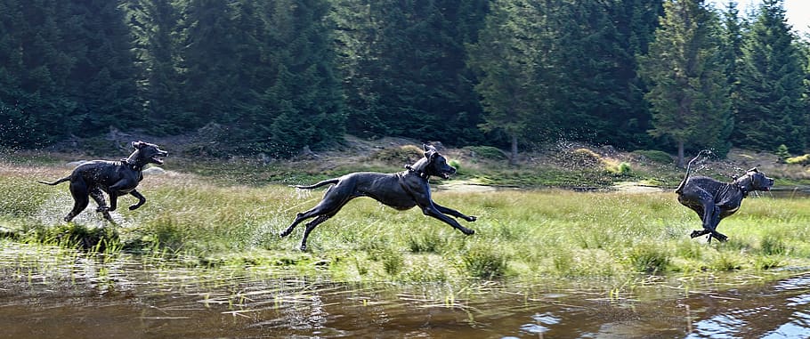 running dog, dog by the water, great dane, animal themes, animal wildlife, HD wallpaper