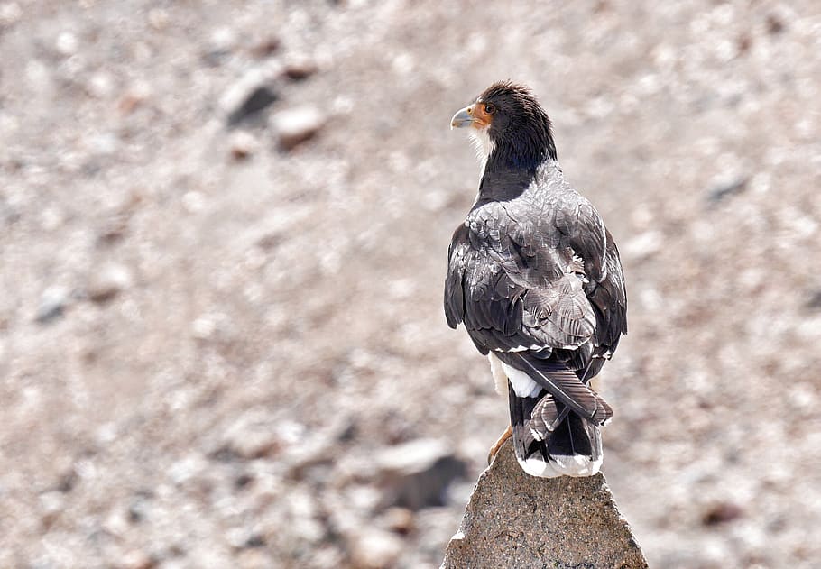 argentina, el chaltén, bird, eagle, animal, patagonia, animal themes HD wallpaper