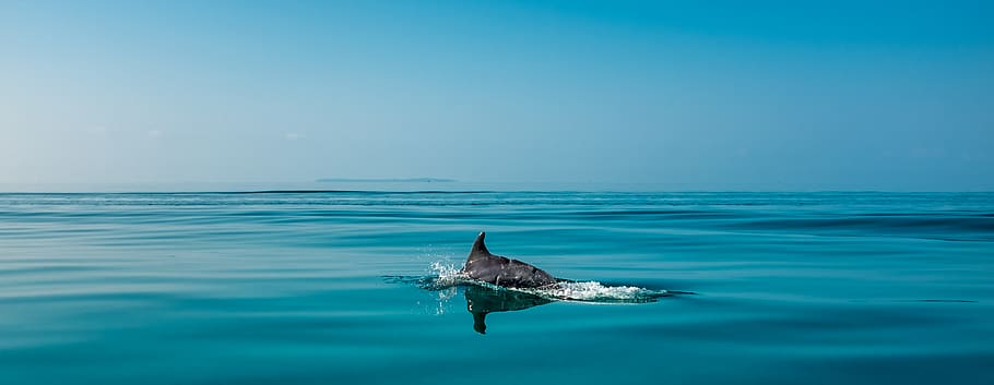 time lapse photography of dolphin on water, animal, mammal, sea life, HD wallpaper