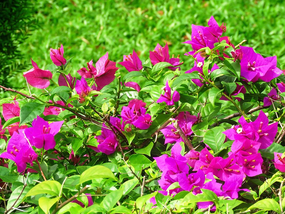 Pink Outdoor Flowers, bloom, blooming, blossom, blur, botanical HD wallpaper