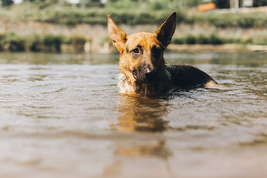 dog on water, german shepherd, kira, rescue dog, mutt, dog dive, HD wallpaper