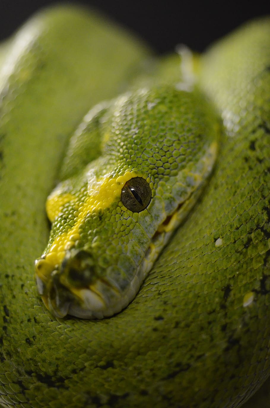 snake, reptile, green tree python, animal, one animal, green color HD wallpaper