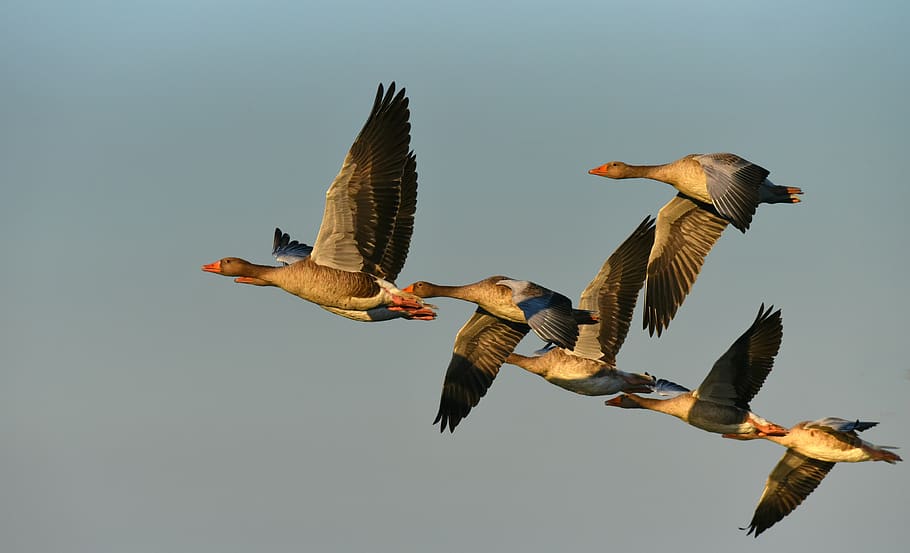 goose, water bird, flight, flock, flying, wing, plumage, feather bill HD wallpaper