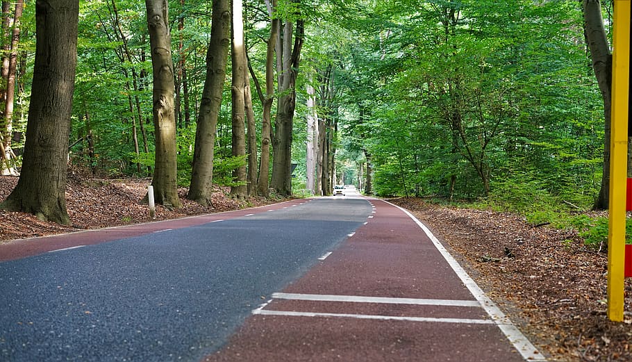 empty concrete road between trees, path, netherlands, nederhorst den berg HD wallpaper