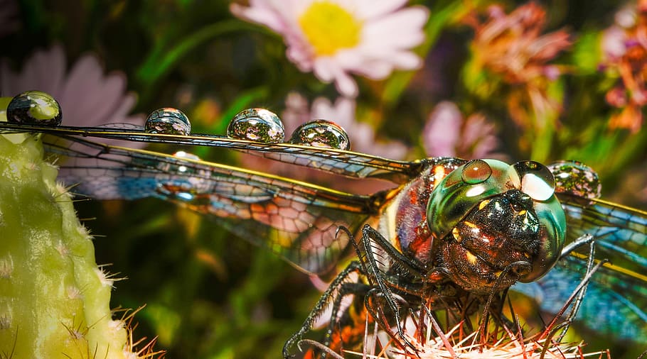 dragonfly, water, water drop, insect, flowers, colorful, animal wildlife HD wallpaper
