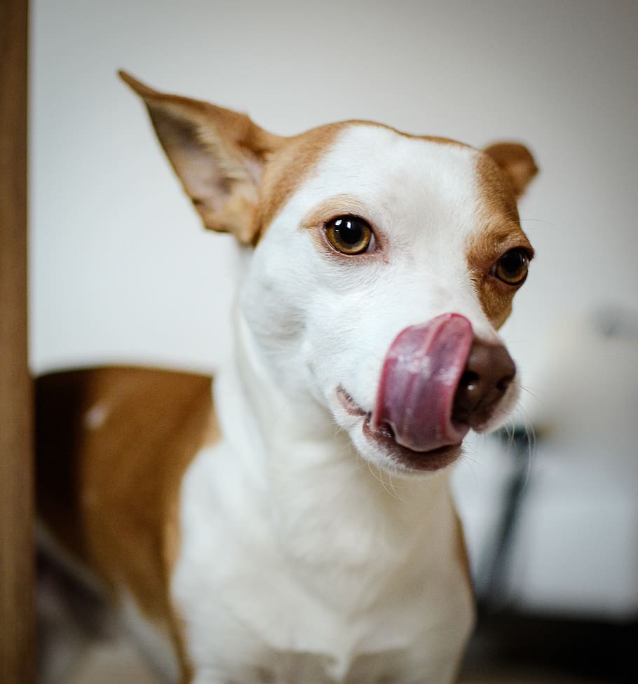 white and brown dog, domestic animals, pets, mammal, one animal HD wallpaper