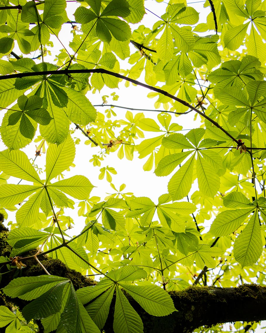 green leaf tree, plant part, green color, growth, sunlight, nature HD wallpaper