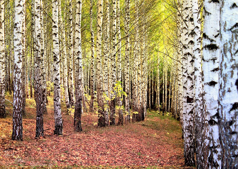 grove, birch, trees, autumn, leaves, belokurikha, altai, russia HD wallpaper