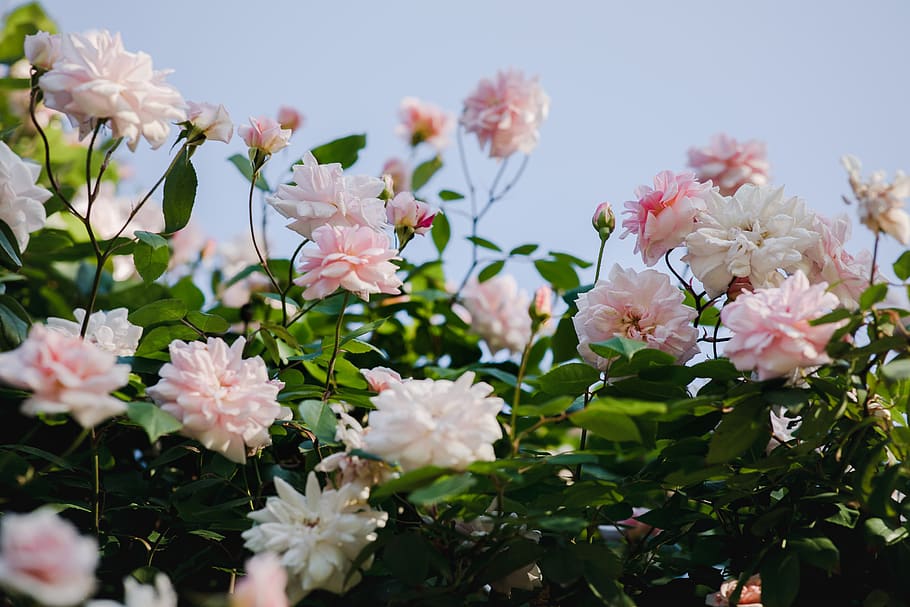 pink petaled flower, plant, blossom, peony, geranium, dahlia HD wallpaper