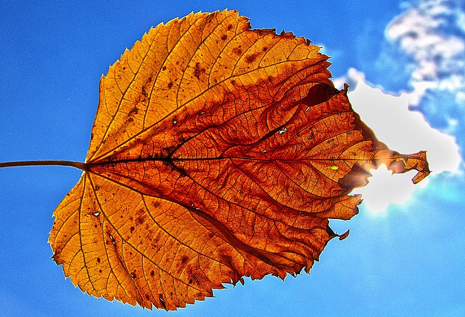 leaf, backlighting, sun, illuminated, sky, dry, autumn, leaf coloring HD wallpaper