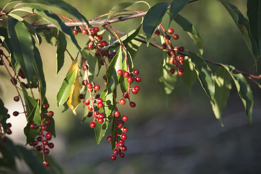 bird cherry, fruit, sunset, red, green, beads, herbs, growth HD wallpaper