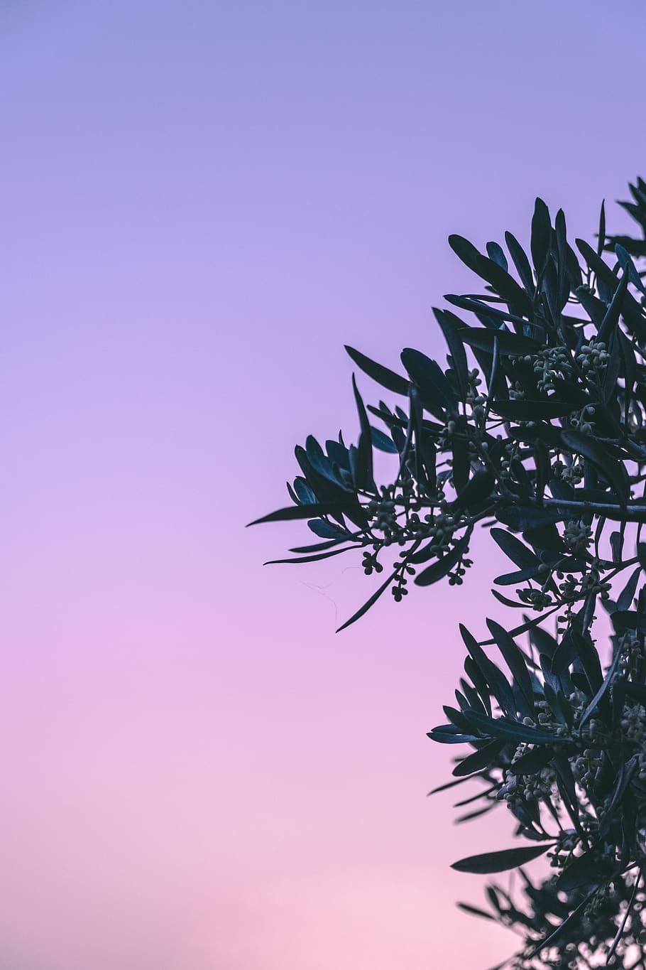 plant, leaf, tree, sunlight, blossom, flower, silhouette, outdoors HD wallpaper