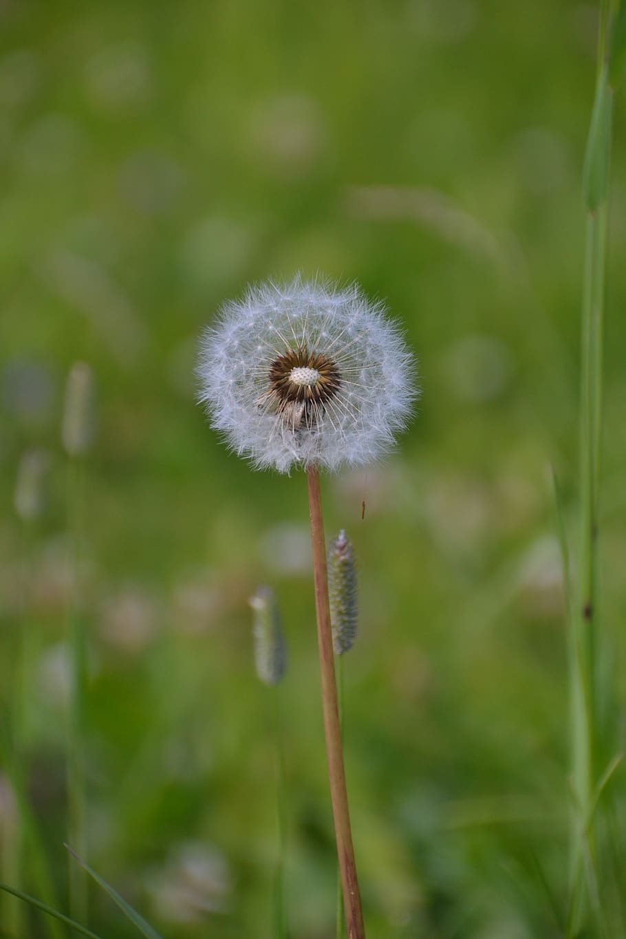 wild, flower, nature, bloom, plant, blossom, summer, meadow HD wallpaper