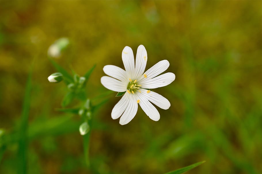 flower, white, spring, garden, nature, flowering plant, freshness HD wallpaper