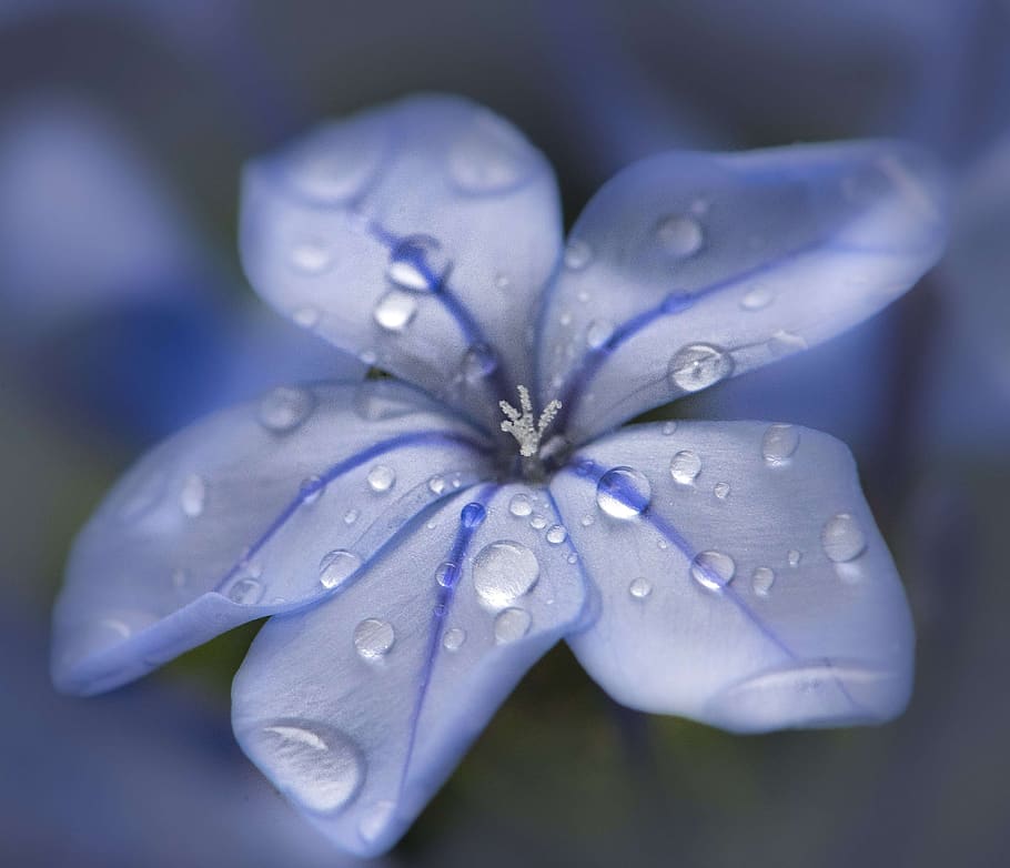 plumbago, blue, raindrops, close up, macro, flower, close-up, HD wallpaper