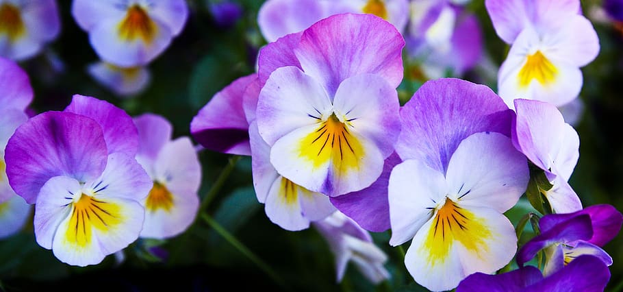 White Purple Flower, bloom, blossom, close-up, flora, flowers HD wallpaper