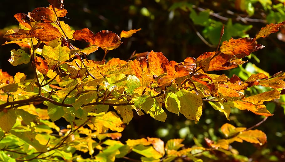 autumn, leaf, plant part, close-up, beauty in nature, change HD wallpaper