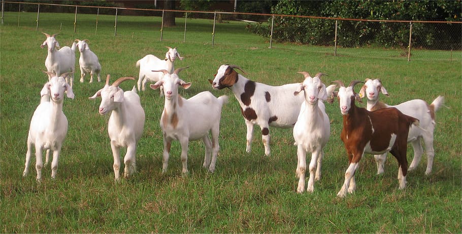 goats, animals, domestic, domestic animals, livestock, grass HD wallpaper