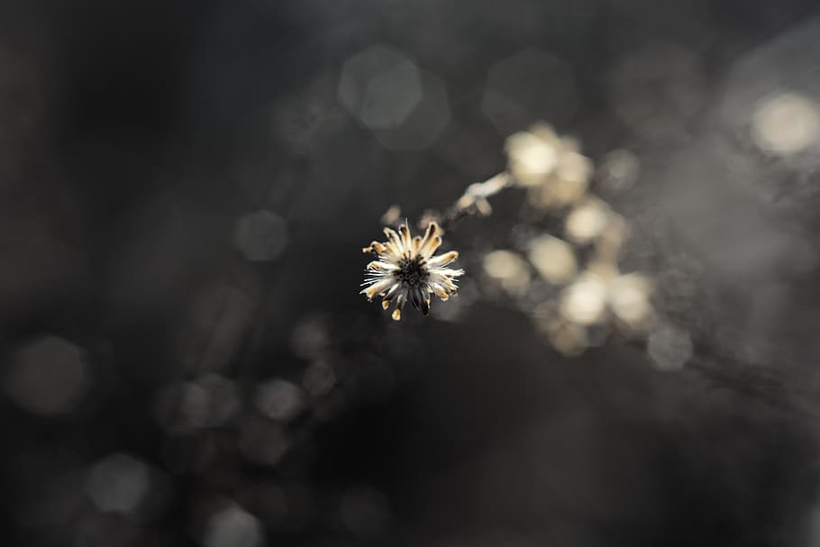 flower, flowering plant, fragility, vulnerability, freshness HD wallpaper