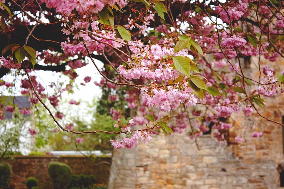 pink, flowers, spring, castle, brick, background, blossom, bloom, HD wallpaper