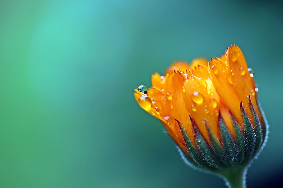 Orange Petaled Flower, bloom, blossom, dew, flora, HD wallpaper HD wallpaper