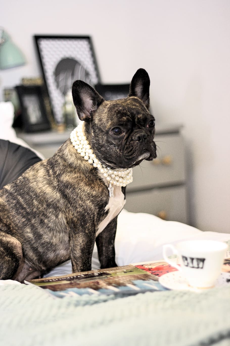 dog, hound, pearls, brindle, french bulldog, one animal, domestic HD wallpaper