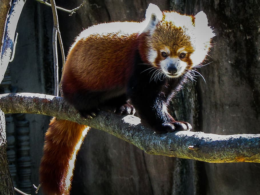 Hd Wallpaper Memphis Memphis Zoo United States Animal Cuteness Red Panda Wallpaper Flare