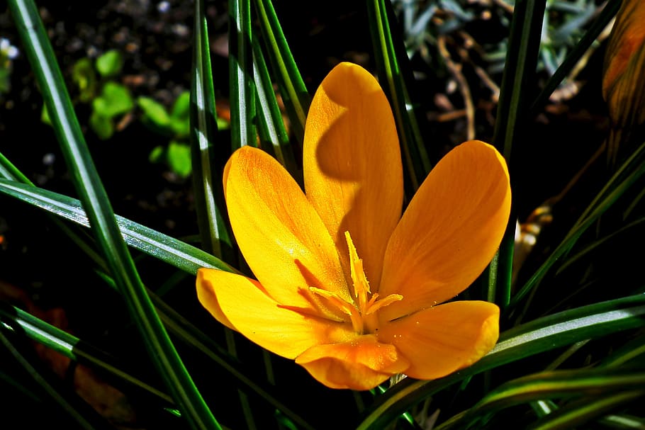 krokus, yellow, flower, spring, nature, garden, blooming, decorative HD wallpaper