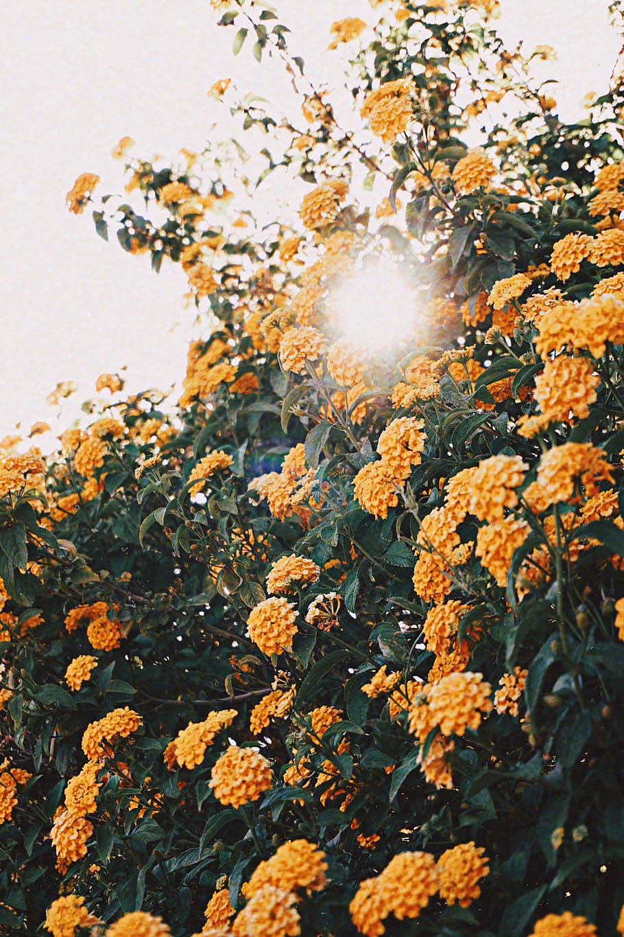 Yellow Flowers, bloom, blooming, blossom, bright, colors, daytime HD wallpaper