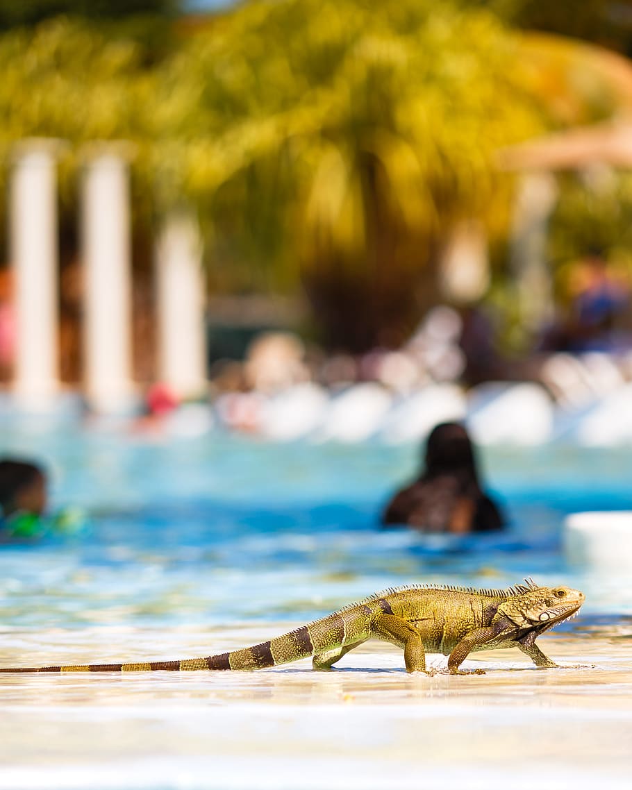 selective-focus photography of iguana near swimming pool, lizard HD wallpaper