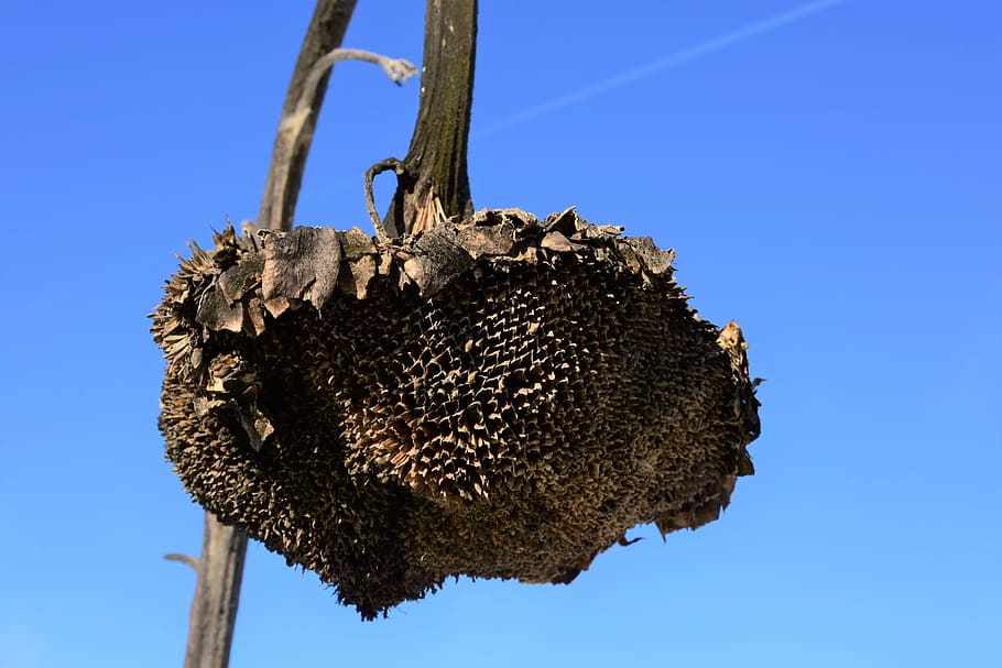 sunflower, dry, winter, light, sky, nature, plant, faded, seeds HD wallpaper