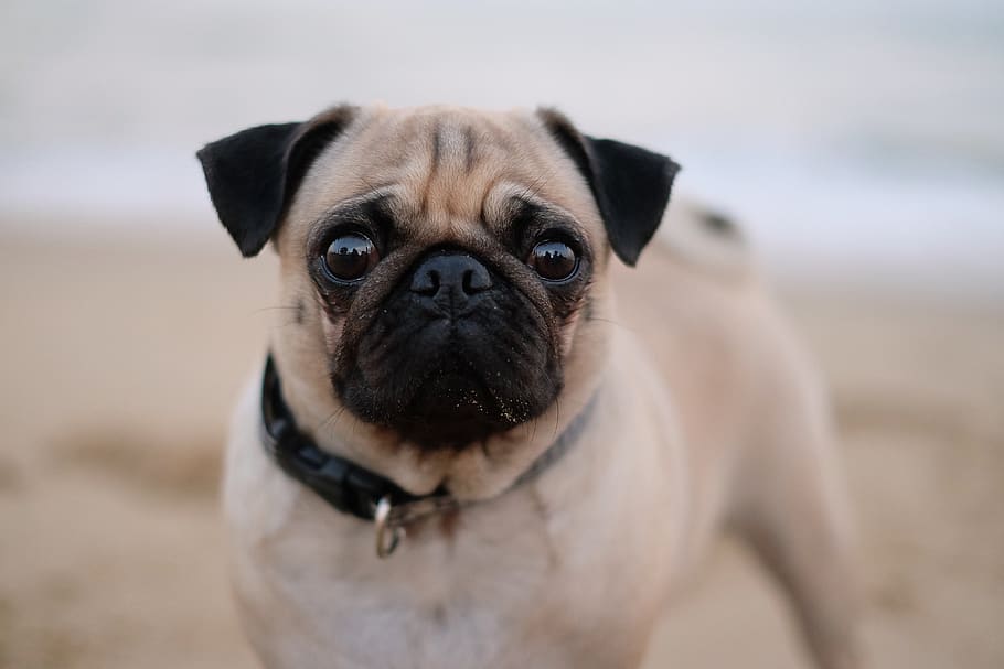 dog, pug, pet, animal, lap dog, animal themes, one animal, canine HD wallpaper