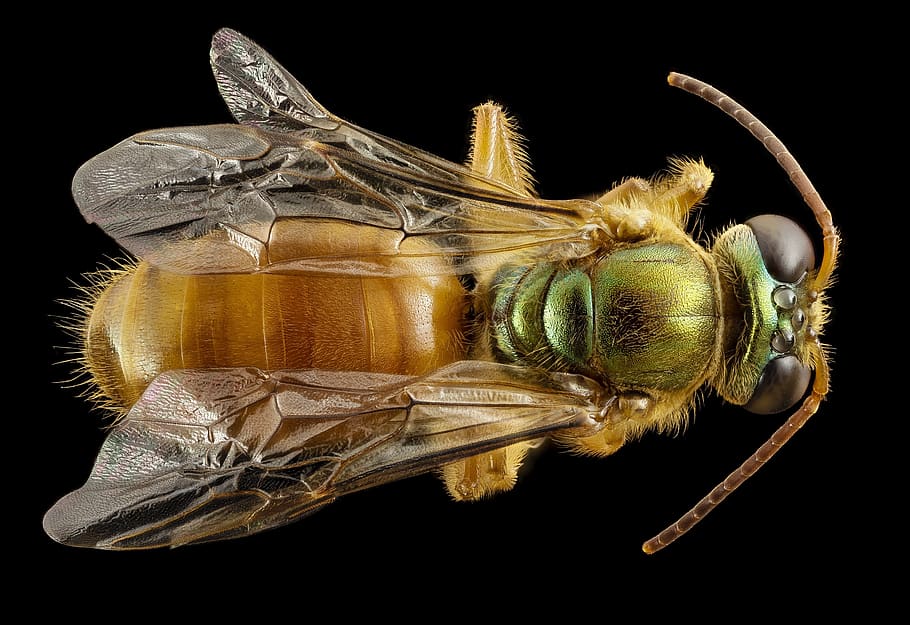 bee, sweat, macro, insect, close up, wildlife, nature, bug HD wallpaper