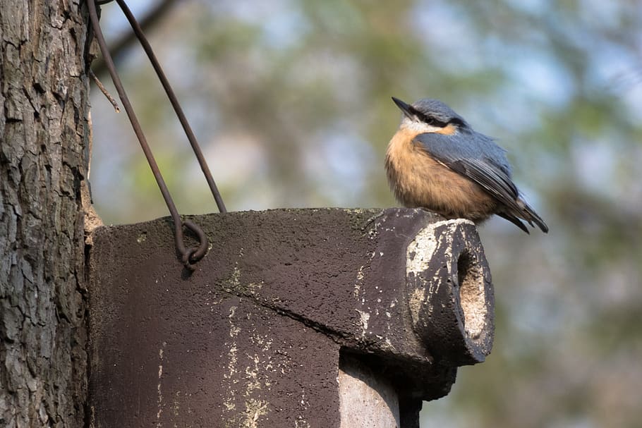 kleiber, bird feeder, nesting box, bird feeders, animal, nature, HD wallpaper