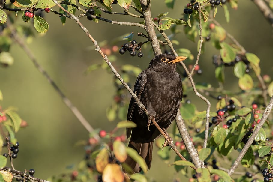 blackbird, throttle, true, males, nature, spring lake, blackbird male