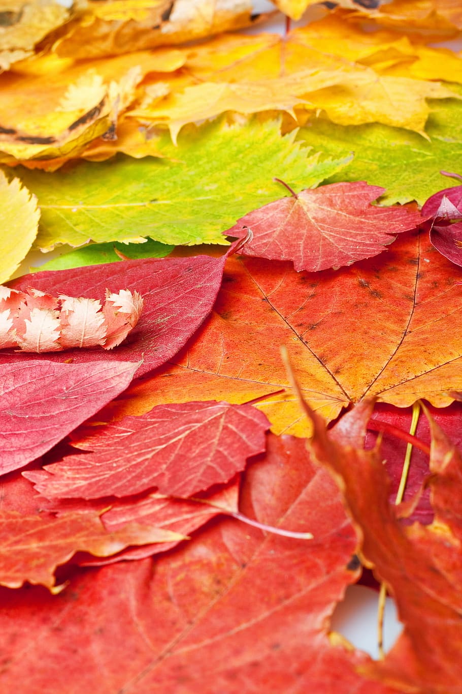 autumn, autumnal, background, beautiful, beauty, branch, bright HD wallpaper