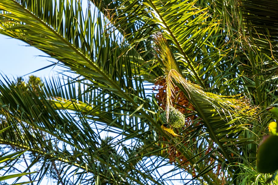 tree, plant, palm tree, arecaceae, conifer, abies, fir, vegetation HD wallpaper
