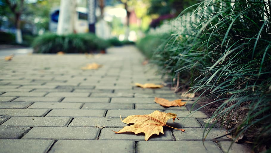 dried leaves on cinder blocks, leaf, plant part, footpath, autumn HD wallpaper