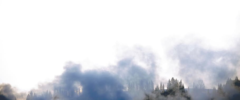 trees, smoke, winterday, fog, beauty in nature, sky, copy space HD wallpaper
