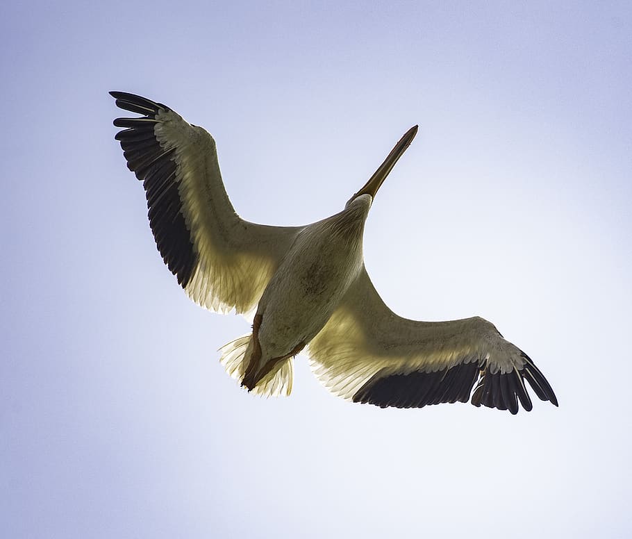 underside, bird, pelican, flight, flying, wildlife, avian, waterbird HD wallpaper