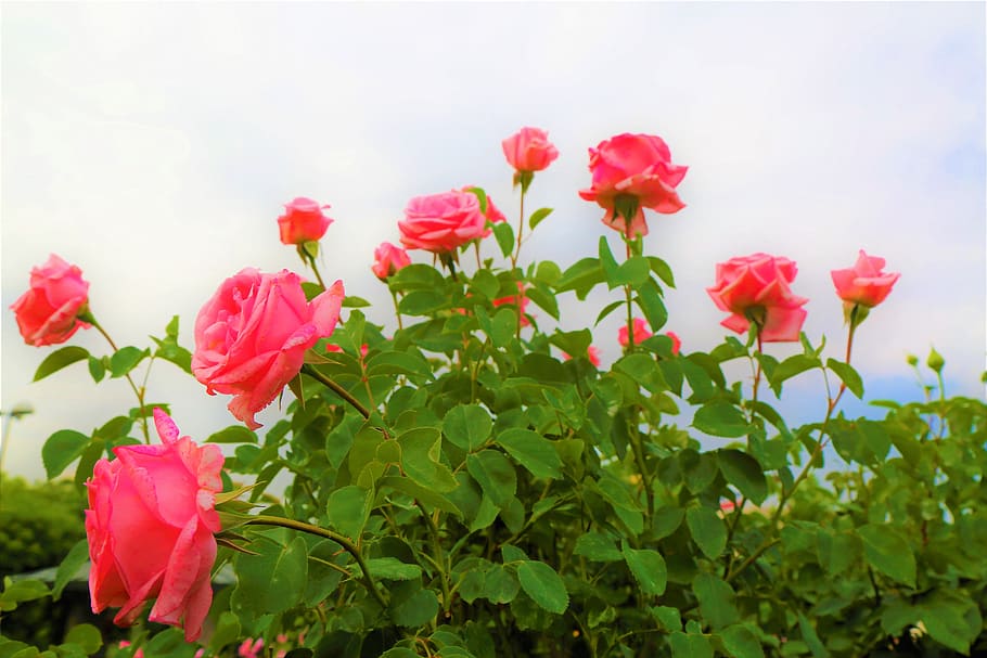 Hd Wallpaper Rose Nature Flower Plant Love Romantic Blooming Beauty Wallpaper Flare