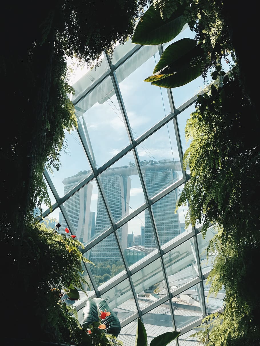 green-leafed plants, tree, architecture, built structure, day HD wallpaper