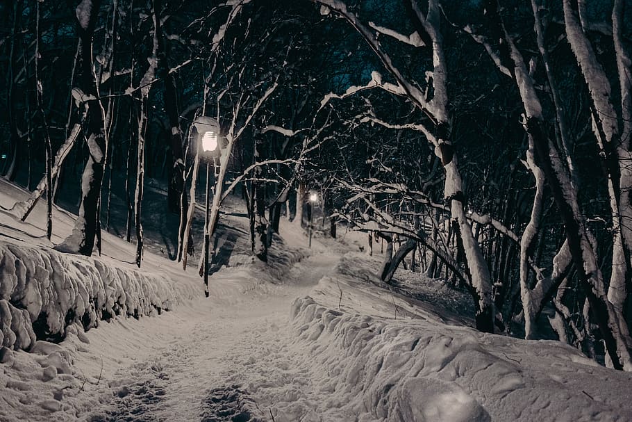 winter, winter park, night, lights, snow, trees, hd, wallpaper HD wallpaper