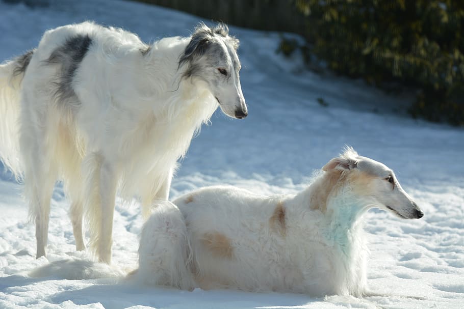 dogs, pets, puppy, animal, russian wolfhound, borzoi, canine