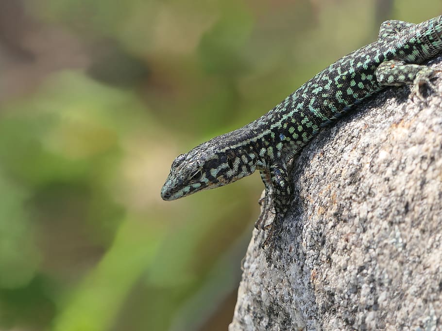 lizard, green, rock, sun, heater, careful, hot, animal, rapiette HD wallpaper