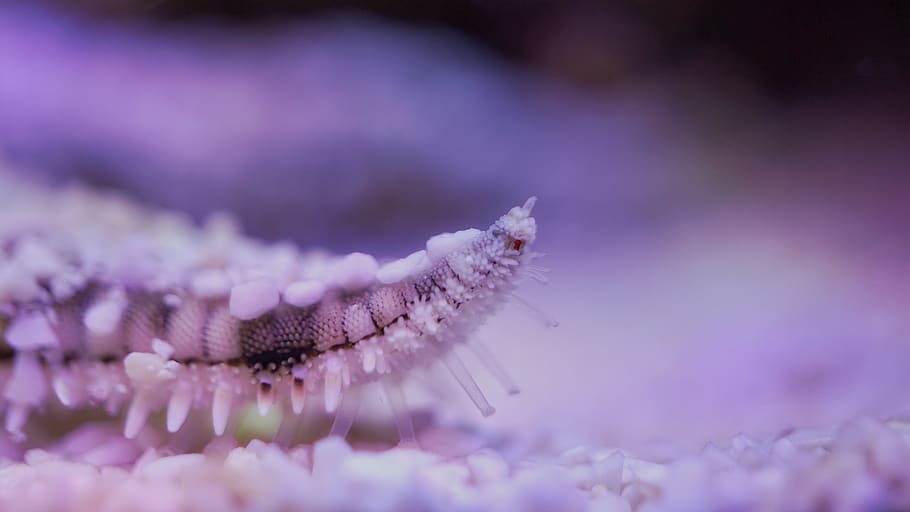 marine, underwater, tentacle, macro, animal, starfish, scuba diving HD wallpaper
