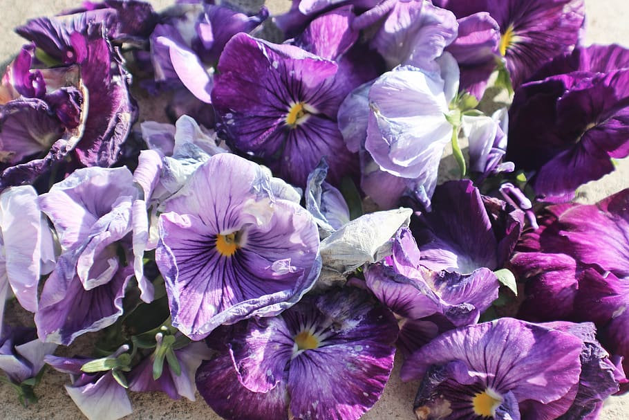 purple petaled floweres, flowering plant, freshness, beauty in nature HD wallpaper